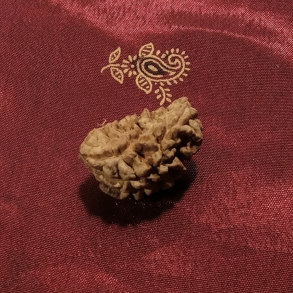 1 mukhi rudraksha - cos'è e cosa significa
