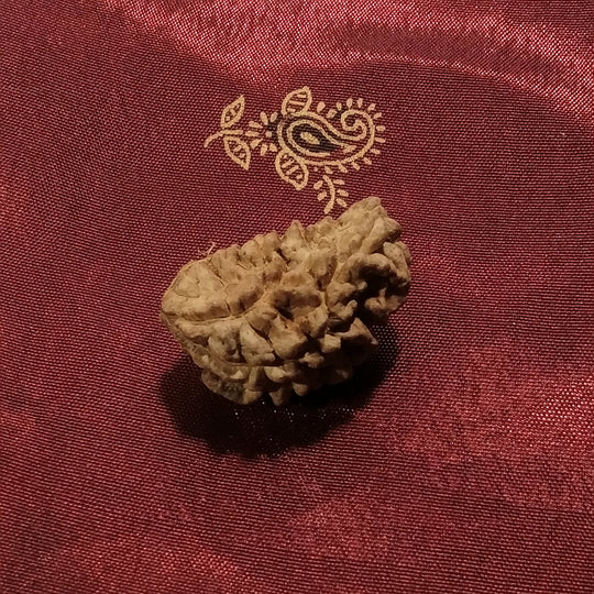 1 Mukhi Rudraksha (ein Gesicht)