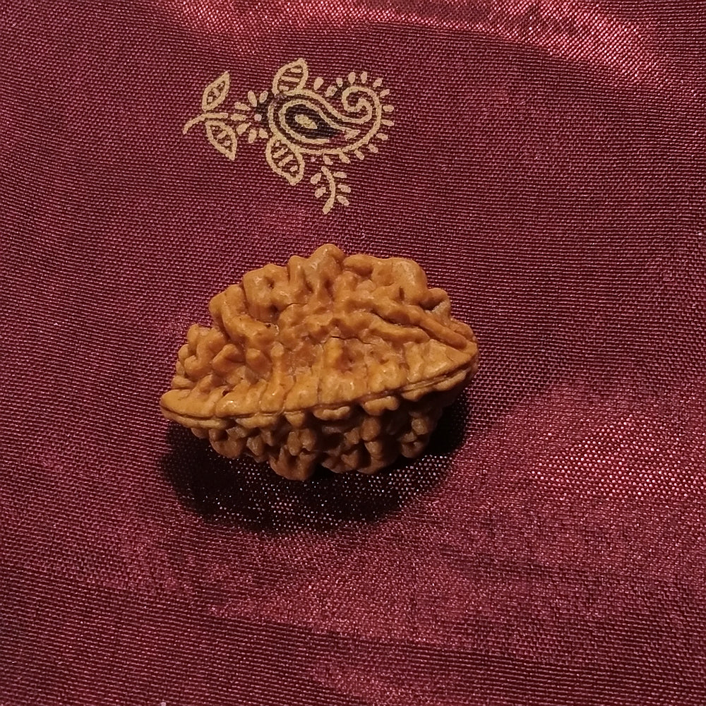 Rudraksha il seme curativo 2 facce