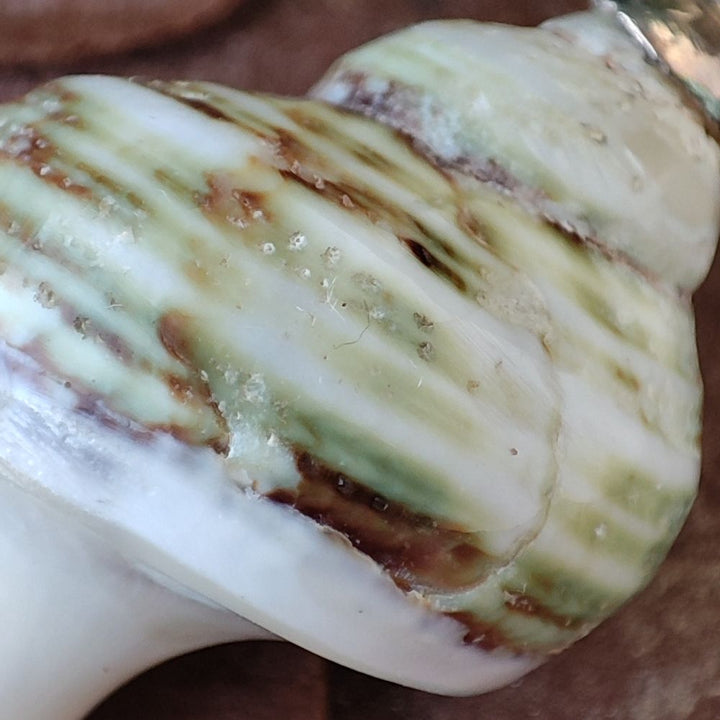 Ciondolo conchiglia in argento 925 - HARDOI