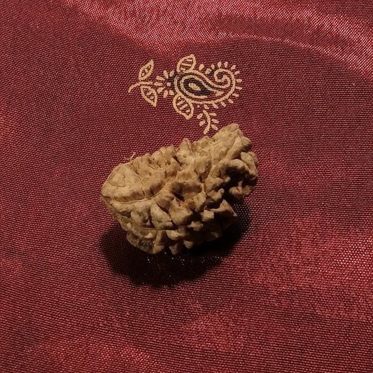 1 mukhi Rudraksha naturale - 1 faccia 3,22 gr