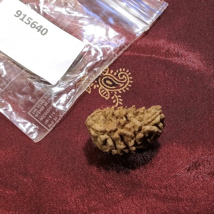 1 mukhi Rudraksha naturale - 1 faccia 3,22 gr