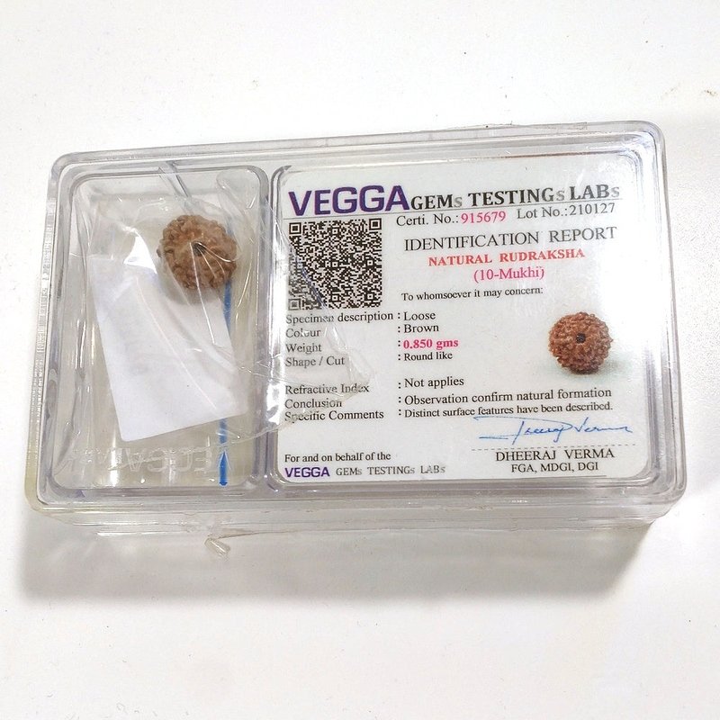 10 mukhi Rudraksha naturale - 10 facce 0,85 gr