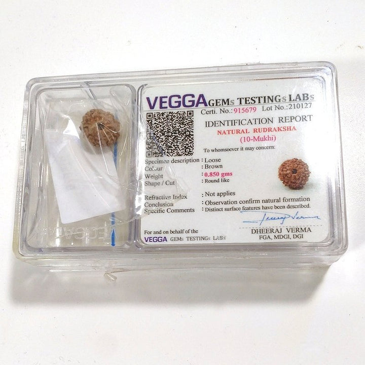 10 mukhi Rudraksha naturale - 10 facce 0,85 gr