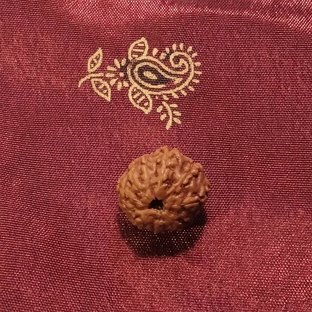 11 mukhi Rudraksha naturale - 11 facce 1,19 gr