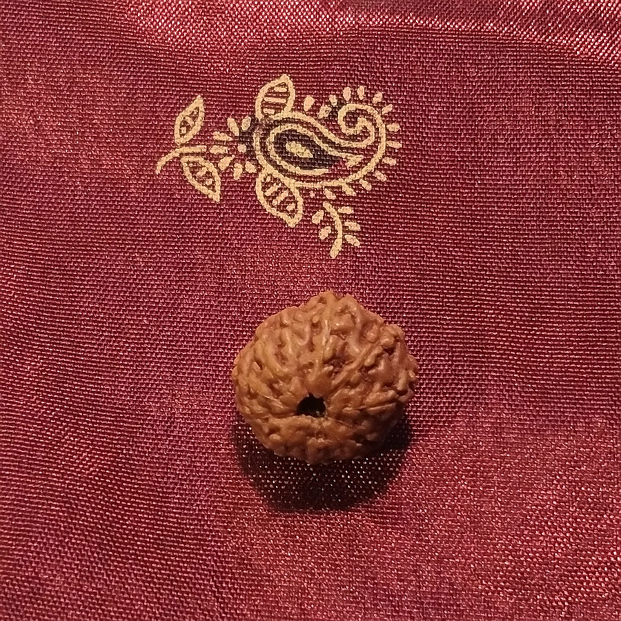 11 mukhi Rudraksha naturale - 11 facce 1,19 gr