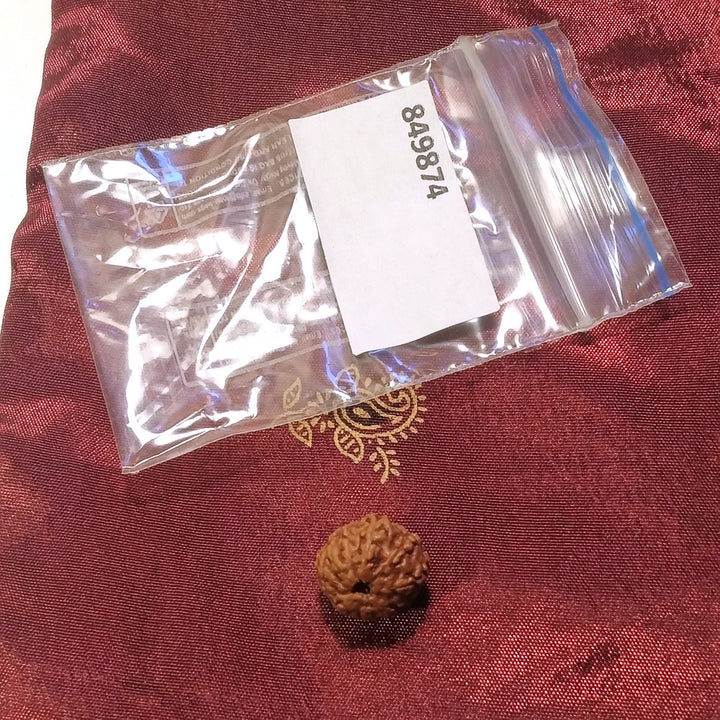 11 mukhi Rudraksha naturale - 11 facce 1,19 gr