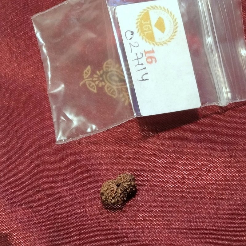 12 Mukhi Rudraksha naturale - 12 facce 0,41 gr