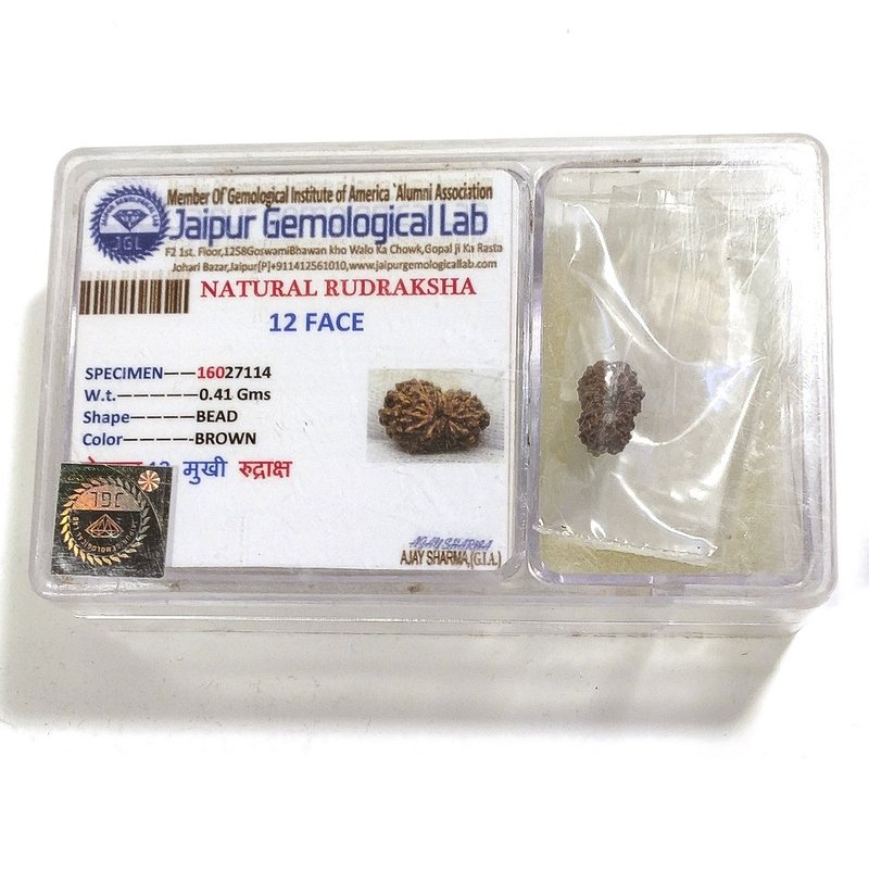 12 Mukhi Rudraksha naturale - 12 facce 0,41 gr