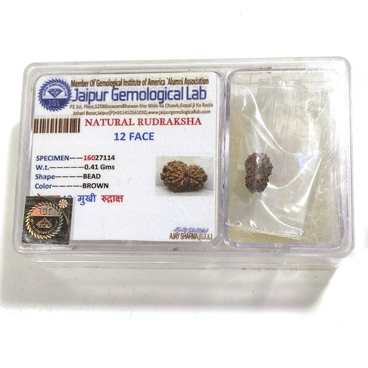 12 Mukhi Rudraksha naturale - 12 facce 0,41 gr