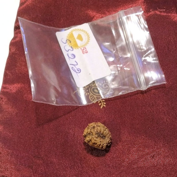 13 Mukhi Rudraksha naturale - 13 facce 0,98 gr