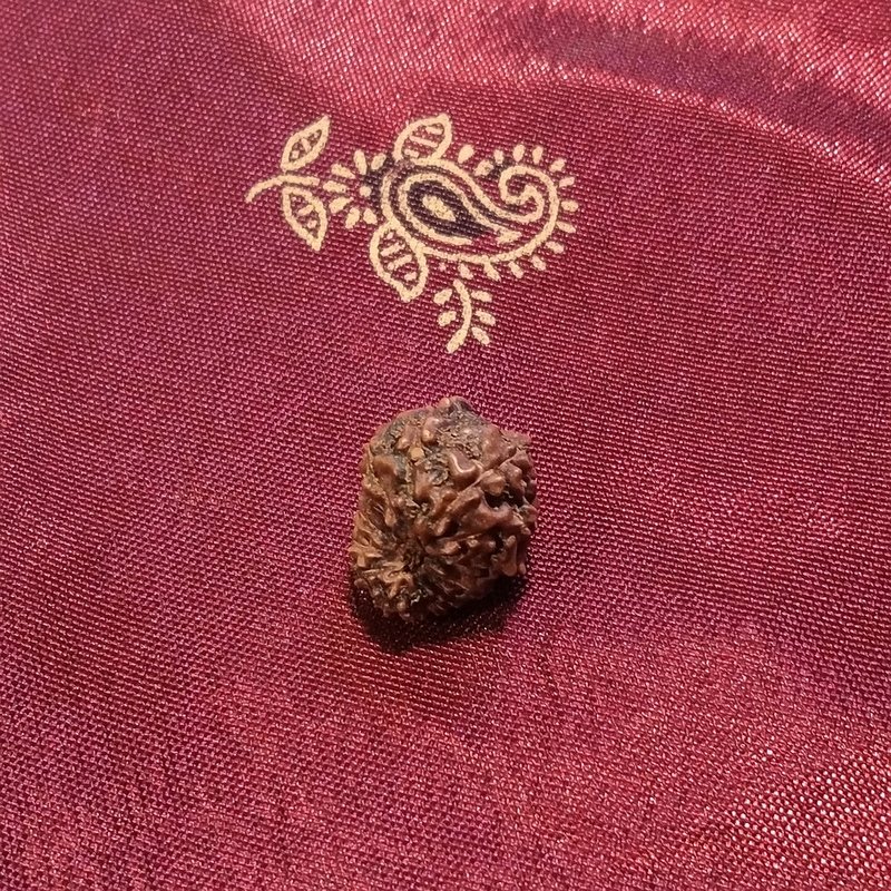 14 Mukhi Rudraksha naturale - 14 facce 0,65 gr