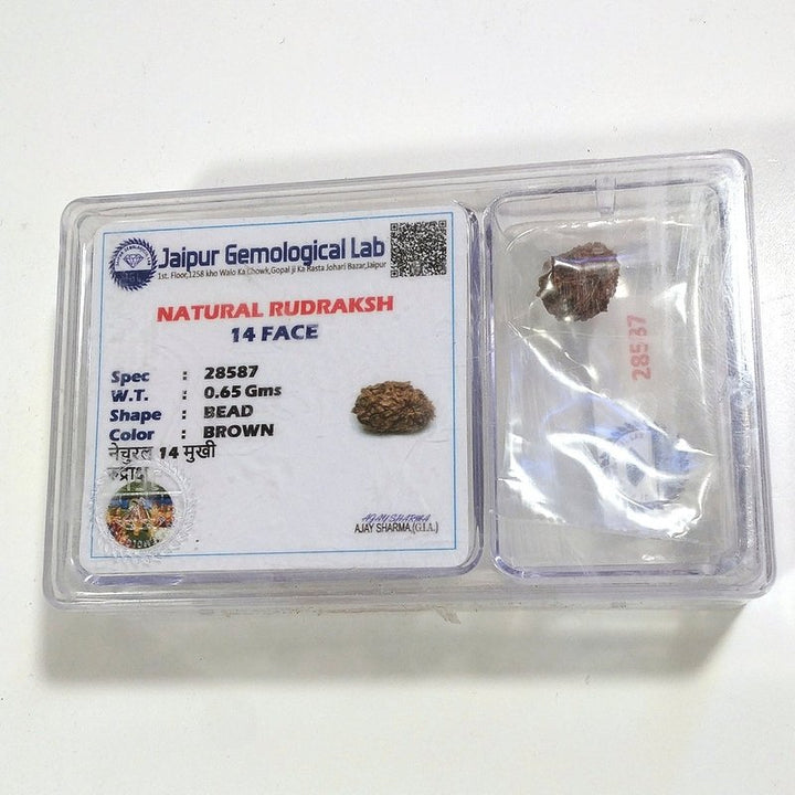 14 Mukhi Rudraksha naturale - 14 facce 0,65 gr