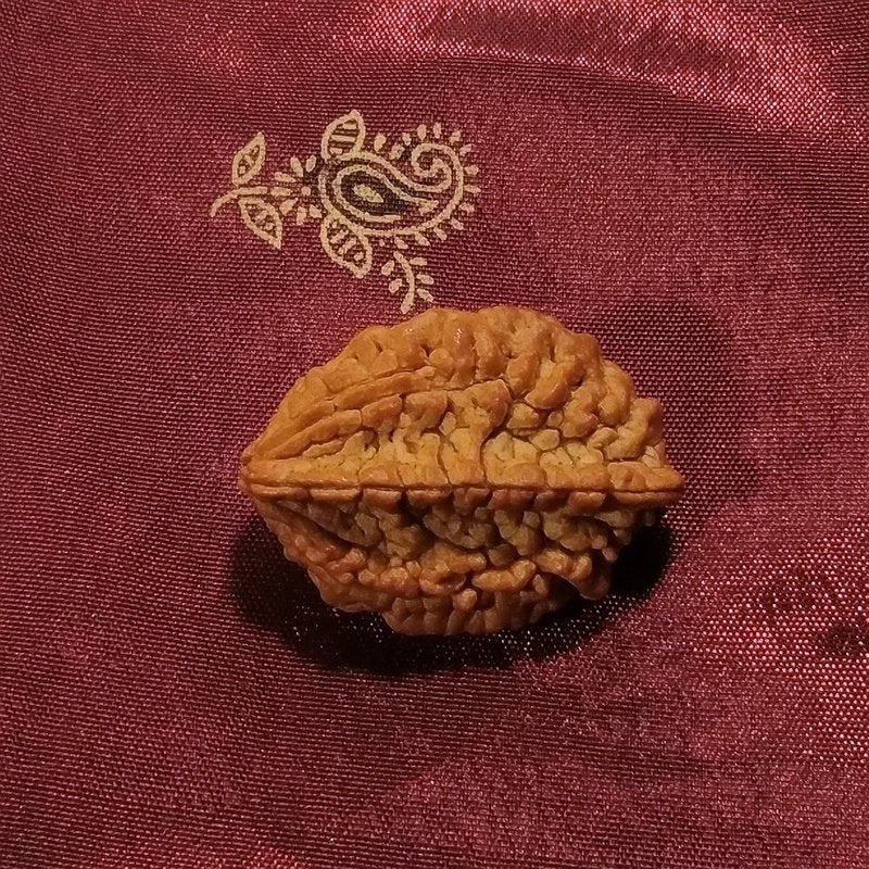2 mukhi Rudraksha naturale - 2 facce 4,68 gr