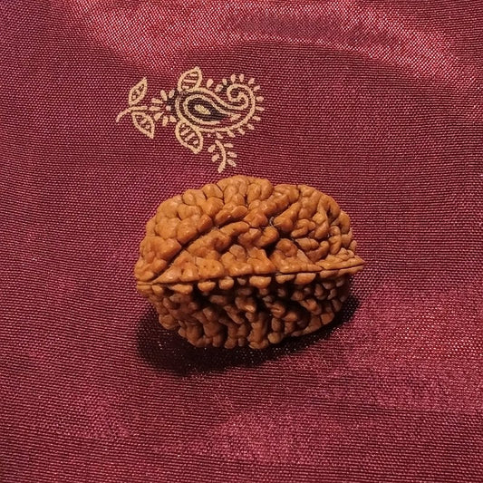 2 Mukhi Rudraksha naturale - 2 facce 3,67 gr – immagine2