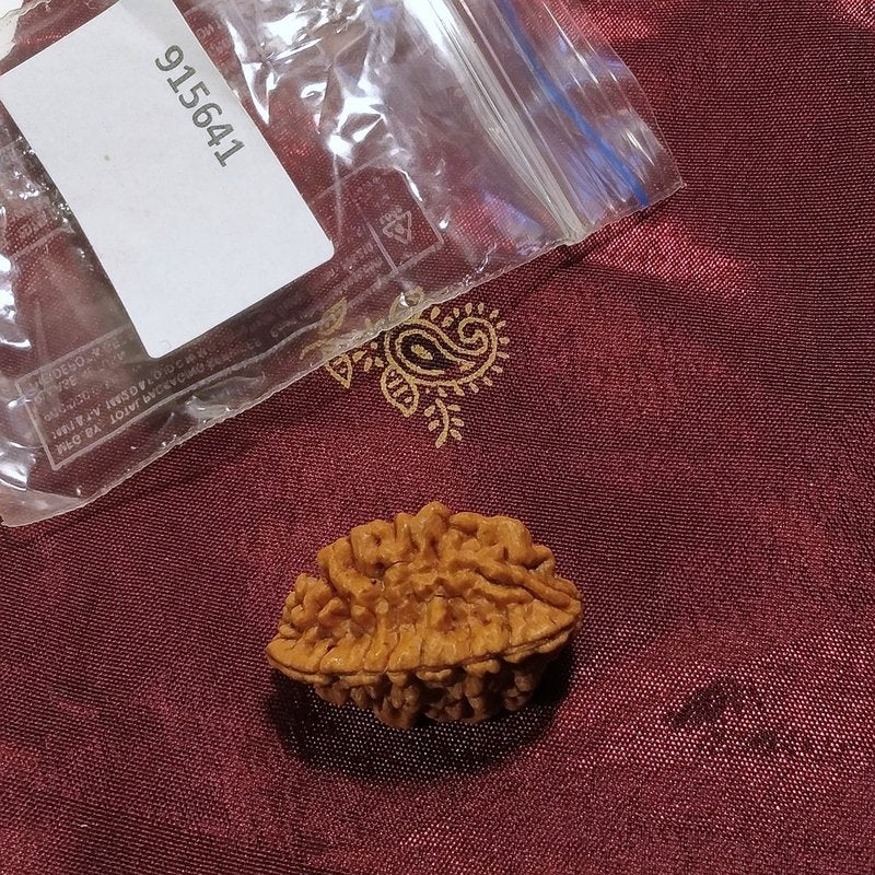 2 Mukhi Rudraksha naturale - 2 facce 3,85 gr