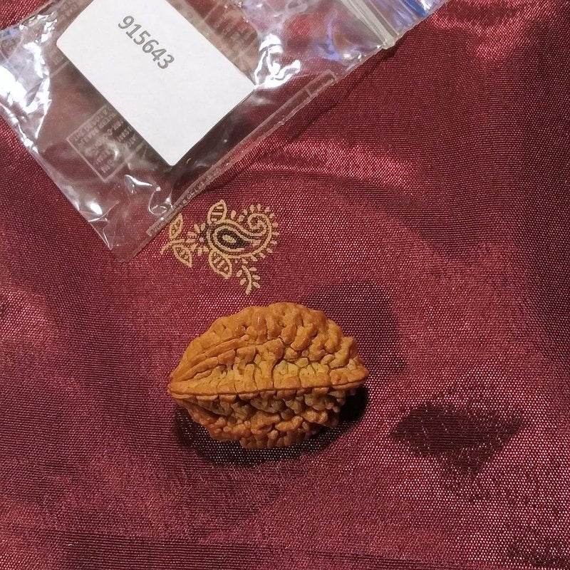 2 mukhi Rudraksha naturale - 2 facce 4,68 gr