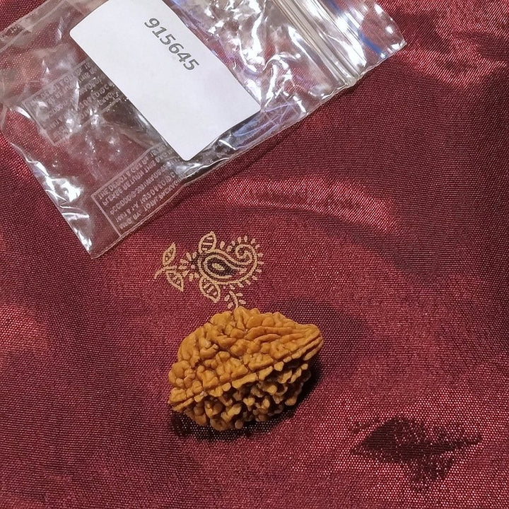 2 mukhi Rudraksha naturale - 2 facce 3,15 gr