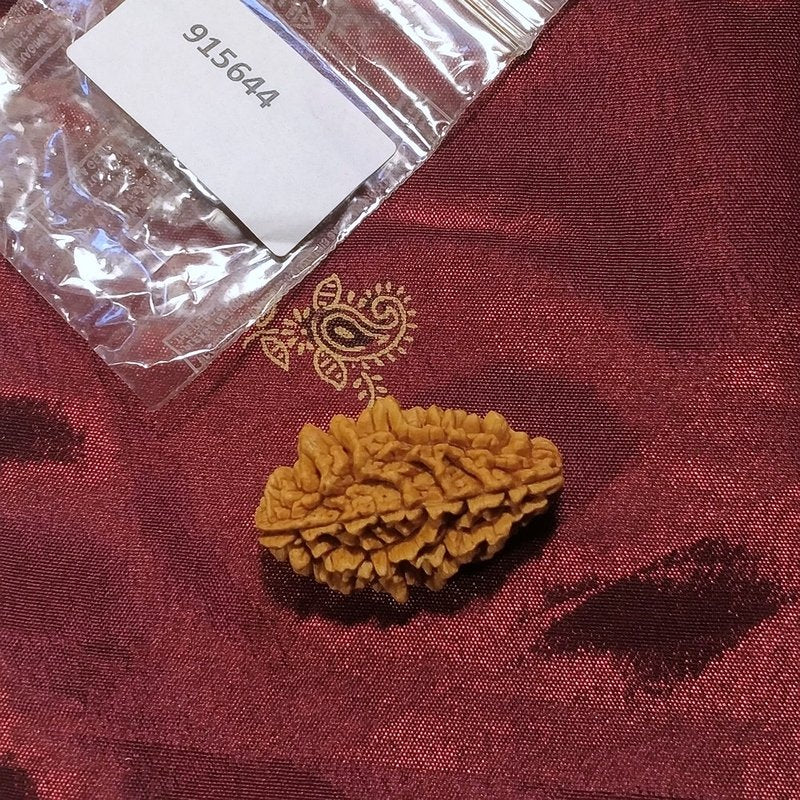 2 mukhi Rudraksha naturale - 2 facce 4,95 gr