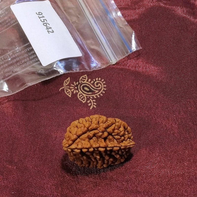 2 Mukhi Rudraksha naturale - 2 facce 3,67 gr – immagine3