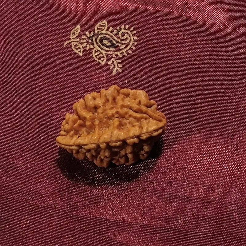 2 Mukhi Rudraksha naturale - 2 facce 3,85 gr
