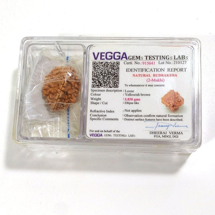 2 Mukhi Rudraksha naturale - 2 facce 3,85 gr