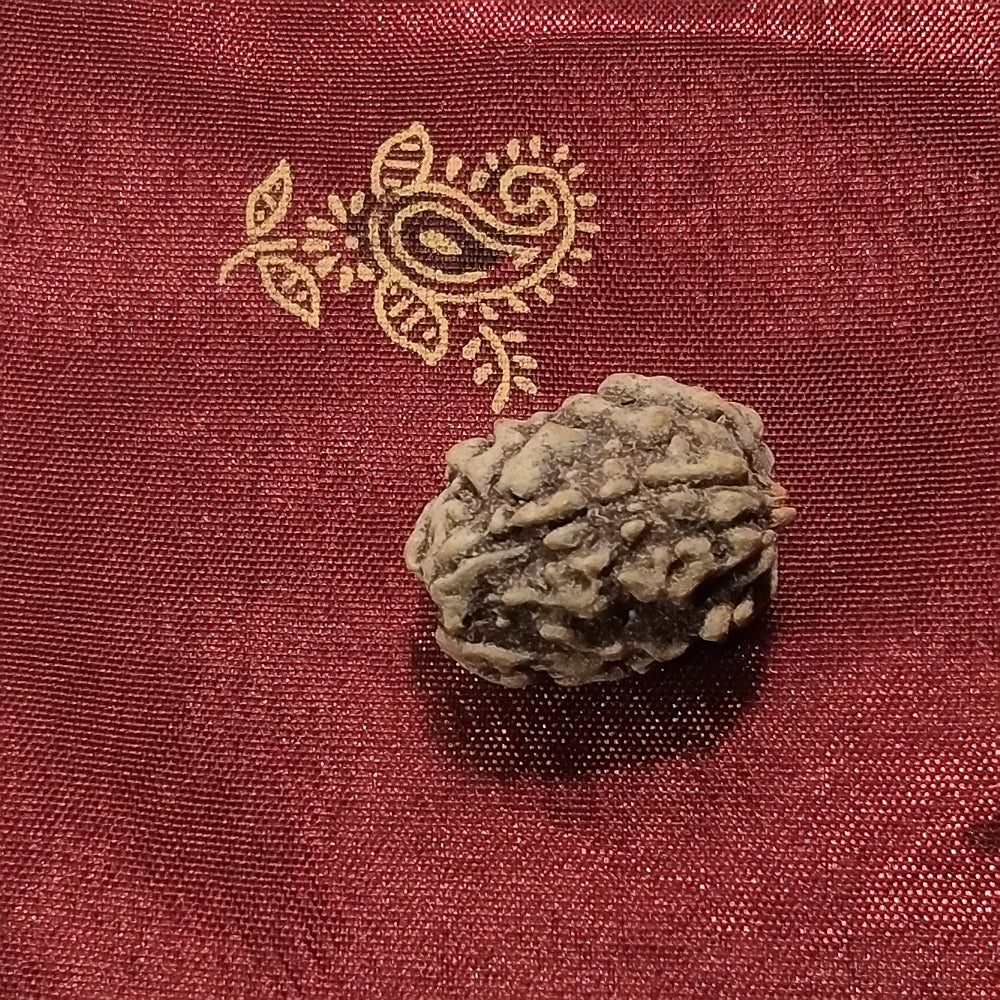3 Mukhi Rudraksha naturale - 3 facce 2,04 gr