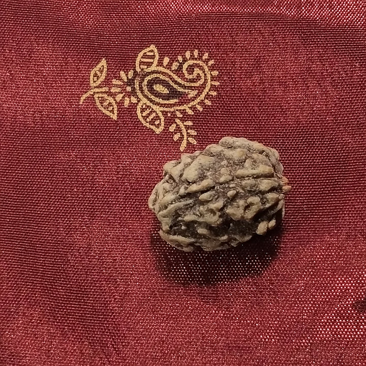 3 Mukhi Rudraksha naturale - 3 facce 2,04 gr