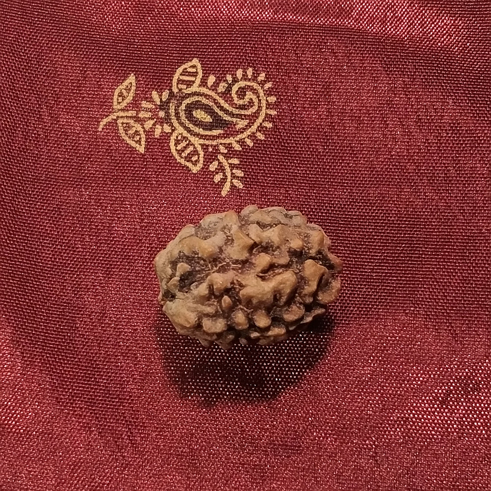3 Mukhi Rudraksha naturale - 3 facce 2,37 gr