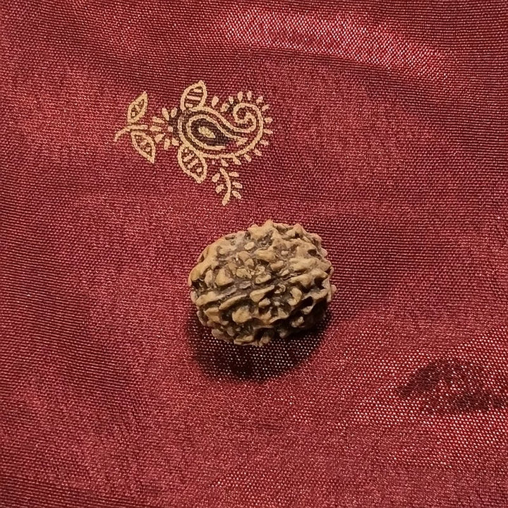 3 Mukhi Rudraksha naturale - 3 facce 1,79 gr