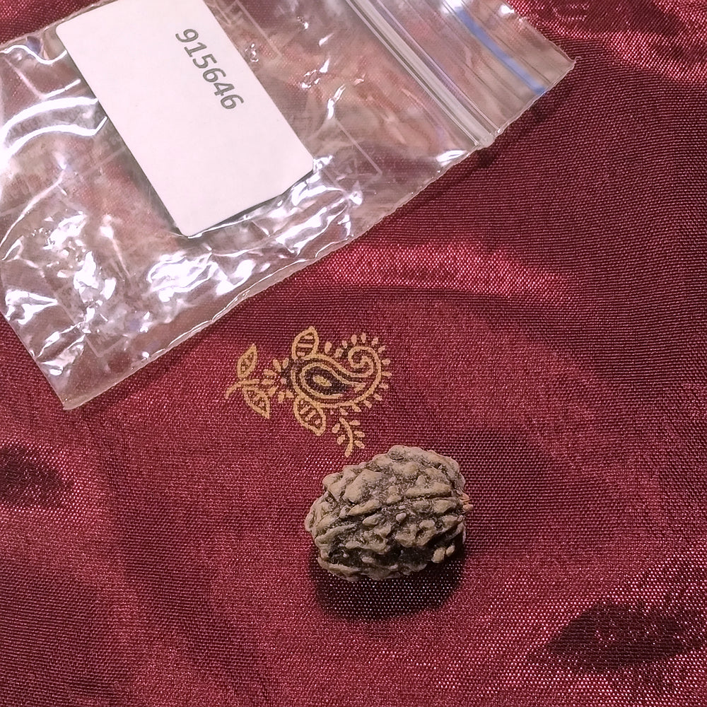 3 Mukhi Rudraksha naturale - 3 facce 2,04 gr
