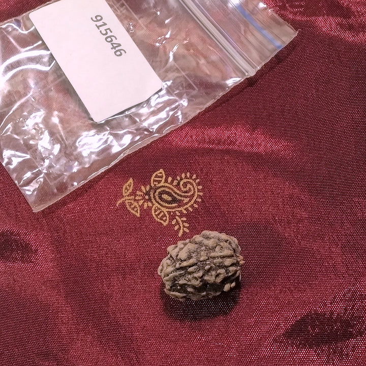3 Mukhi Rudraksha naturale - 3 facce 2,04 gr