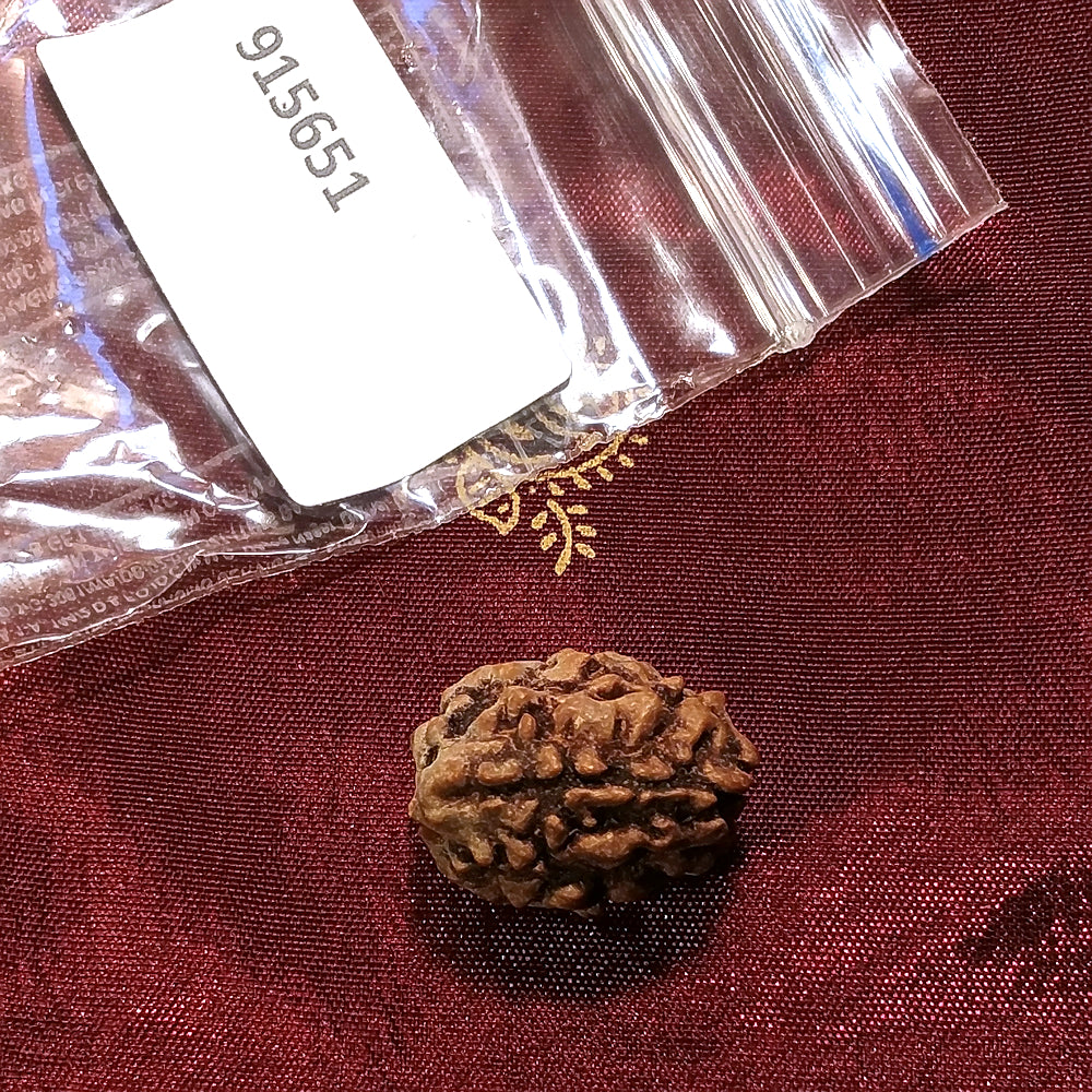3 Mukhi Rudraksha naturale - 3 facce 2,37 gr