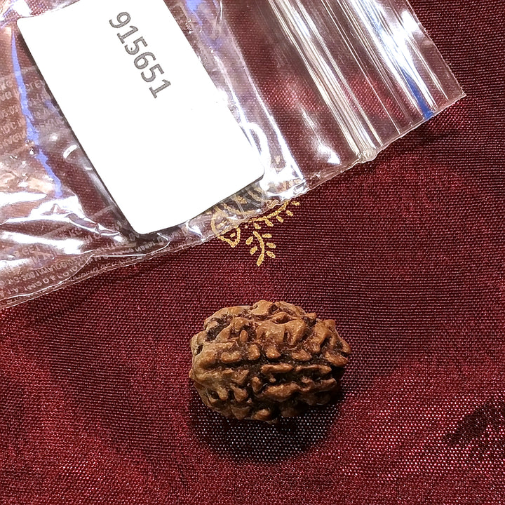 3 Mukhi Rudraksha naturale - 3 facce 2,37 gr