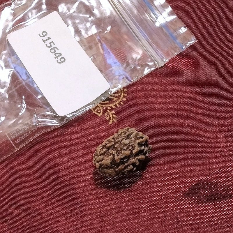 3 Mukhi Rudraksha naturale - 3 facce 1,7 gr