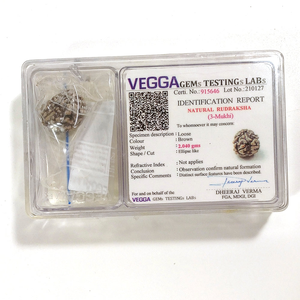 3 Mukhi Rudraksha naturale - 3 facce 2,04 gr