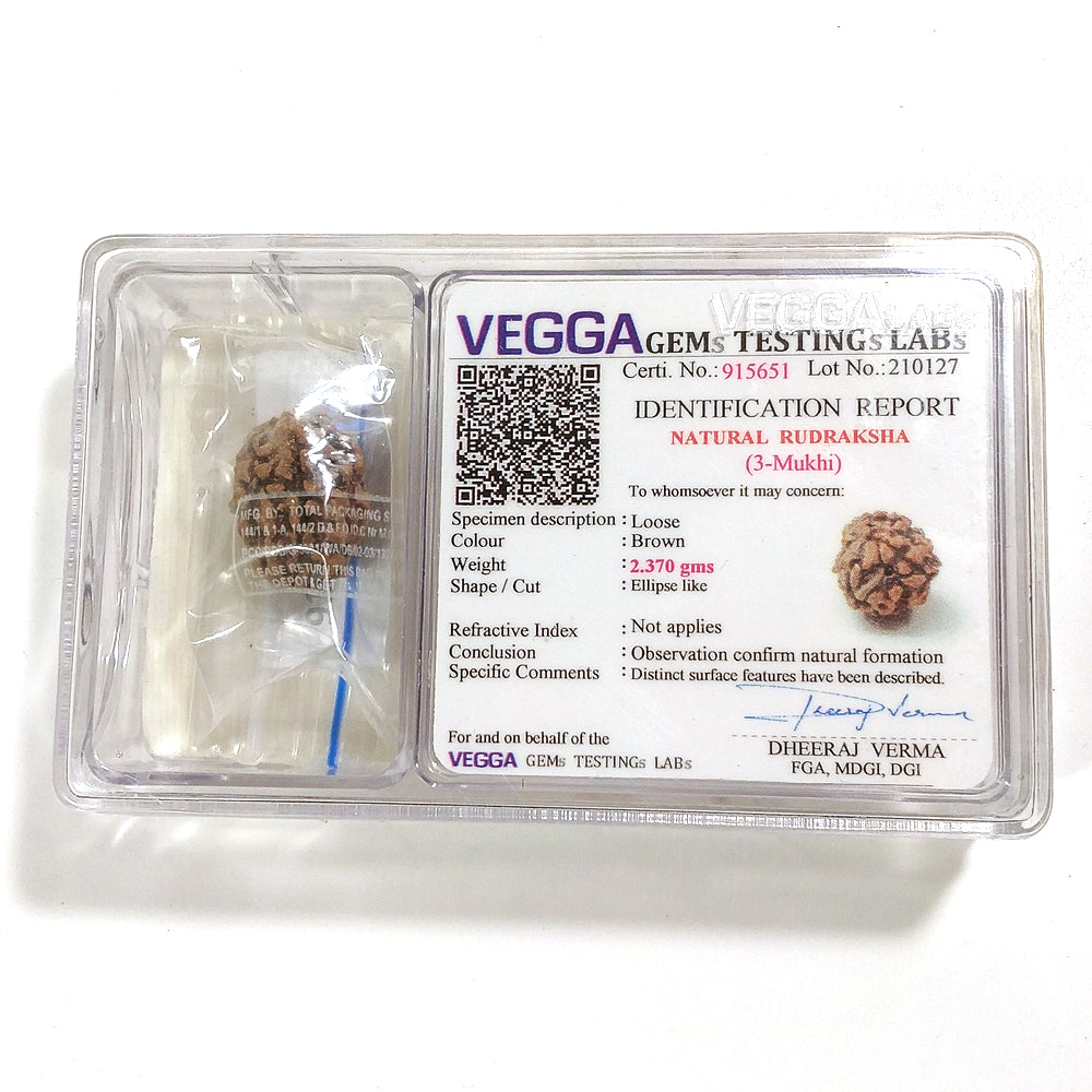 3 Mukhi Rudraksha naturale - 3 facce 2,37 gr