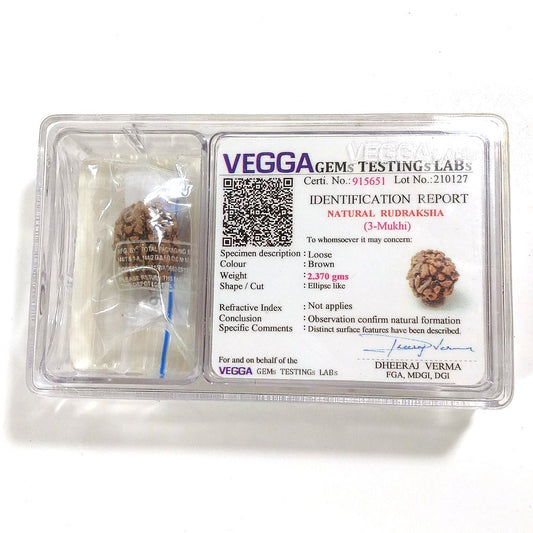 3 Mukhi Rudraksha naturale - 3 facce 2,37 gr