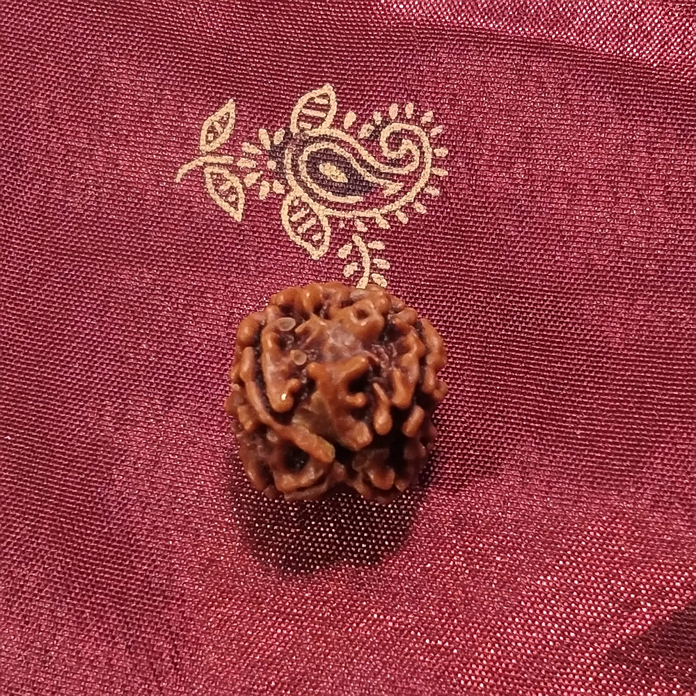 4 Mukhi Rudraksha naturale - 4 facce 1,93 gr