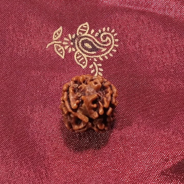 4 Mukhi Rudraksha naturale - 4 facce 1,93 gr