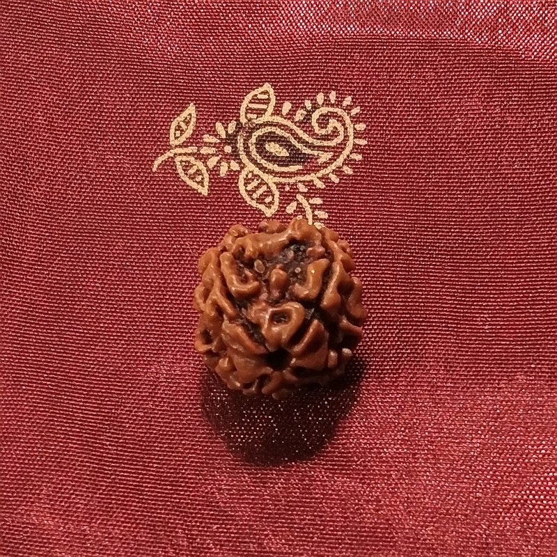 4 Mukhi Rudraksha naturale - 4 facce 1,93 grammi