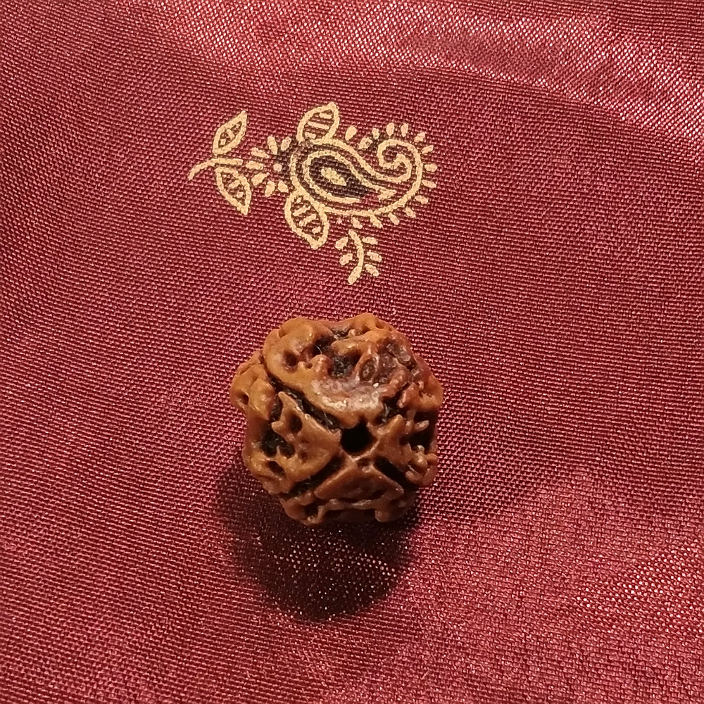 3 Mukhi Rudraksha naturale - 3 facce 0,95 gr