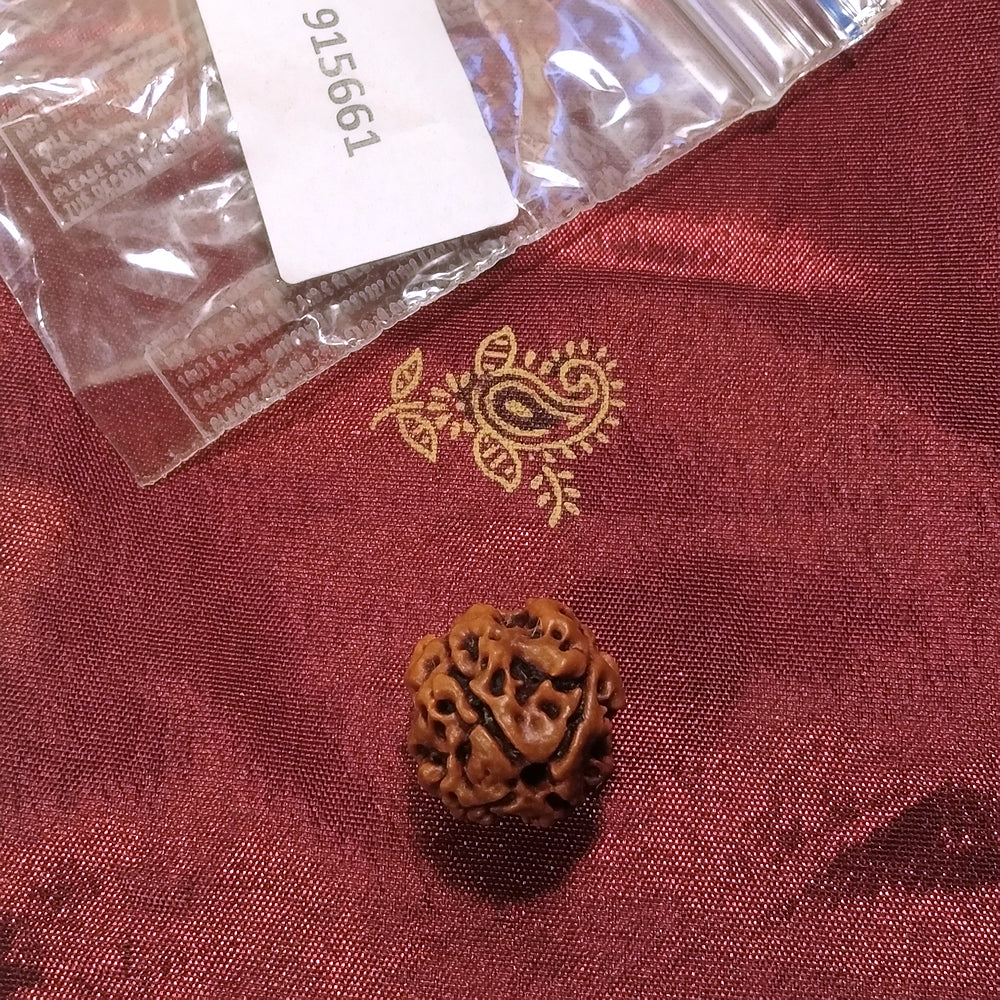 3 Mukhi Rudraksha naturale - 3 facce 0,95 gr