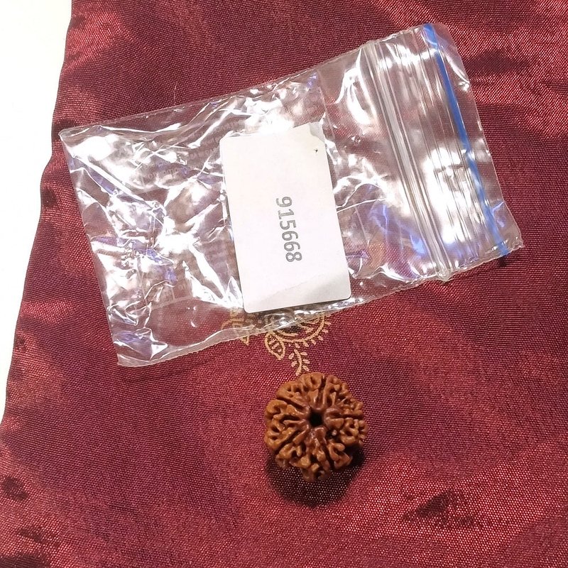 5 Mukhi Rudraksha naturale - 5 facce 2,74 gr
