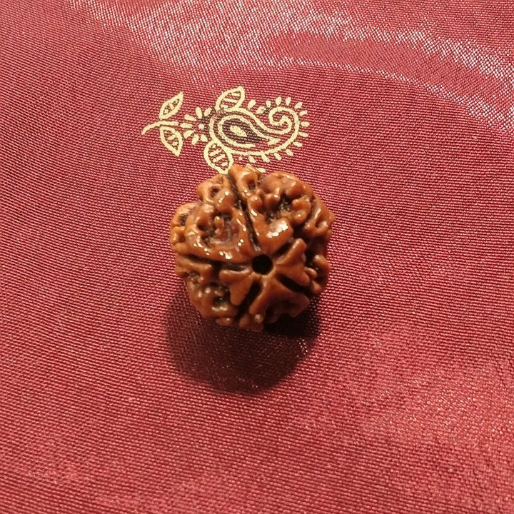 5 Mukhi Rudraksha naturale - 5 facce 2,7 gr