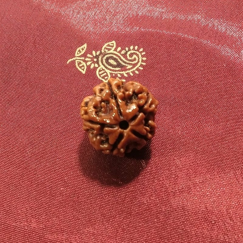 5 Mukhi Rudraksha naturale - 5 facce 2,7 gr