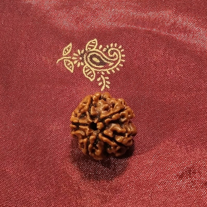 4 Mukhi Rudraksha naturale - 4 facce 2,2 gr