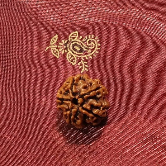 4 Mukhi Rudraksha naturale - 4 facce 2,2 gr