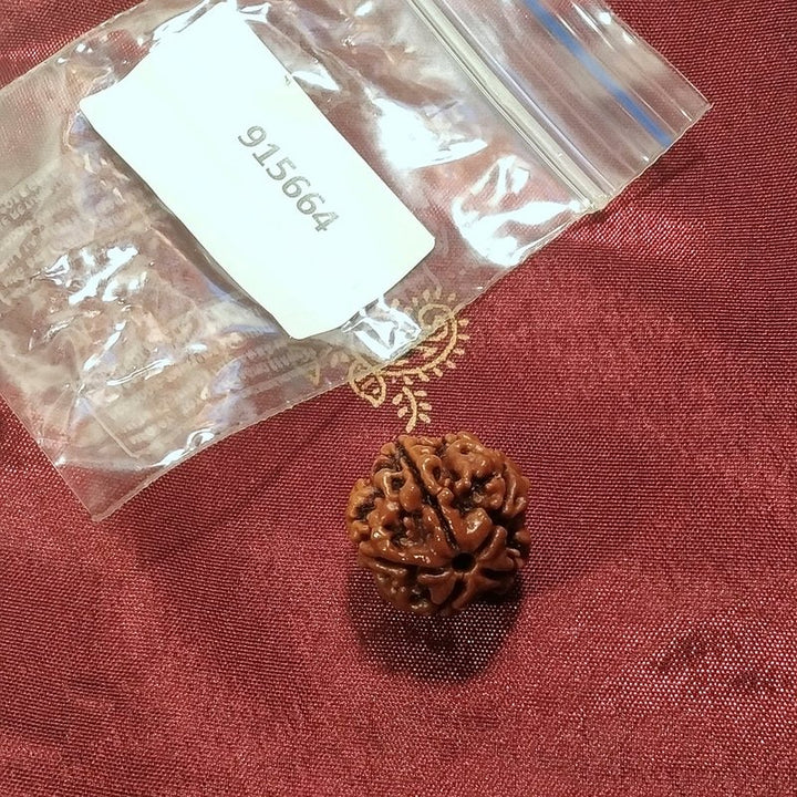 5 Mukhi Rudraksha naturale - 5 facce 2,7 gr