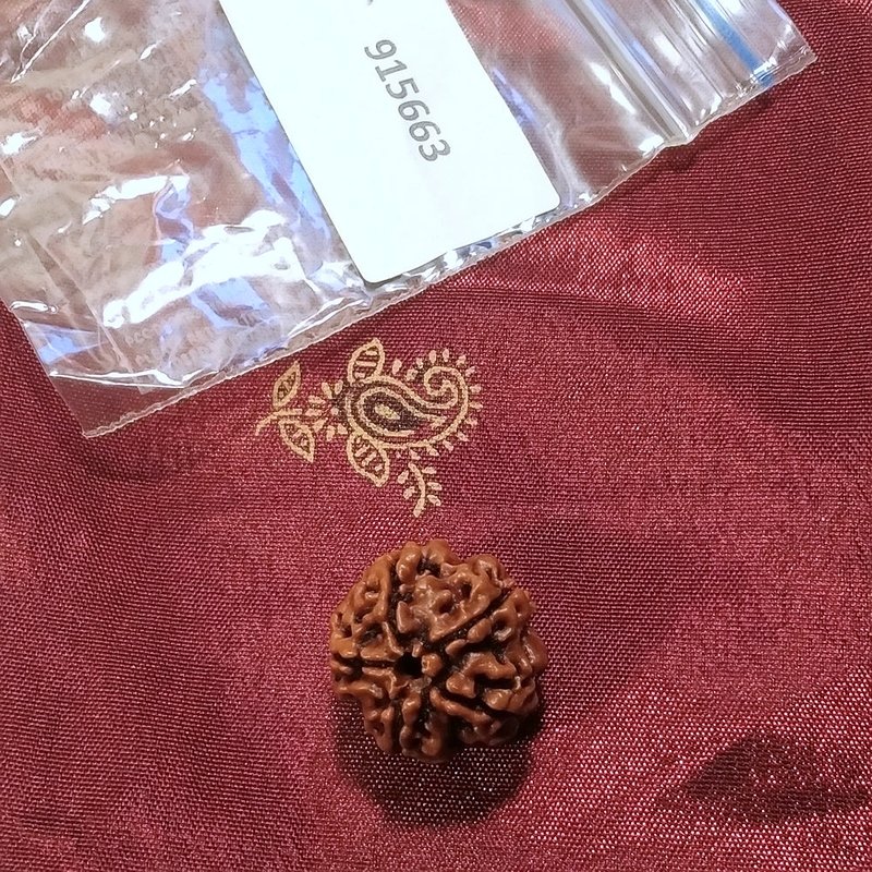 4 Mukhi Rudraksha naturale - 4 facce 2,2 gr
